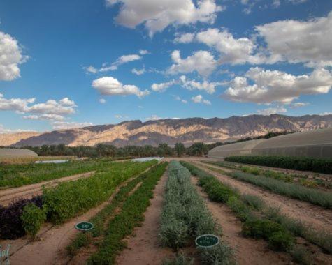 Elifaz Desert Experience Holiday Экстерьер фото